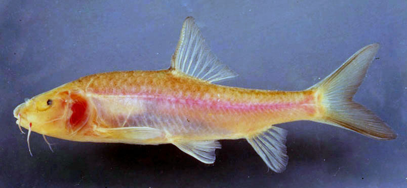 (Poropuntius) Род ПОРОПУНТИУСЫ 38 видов